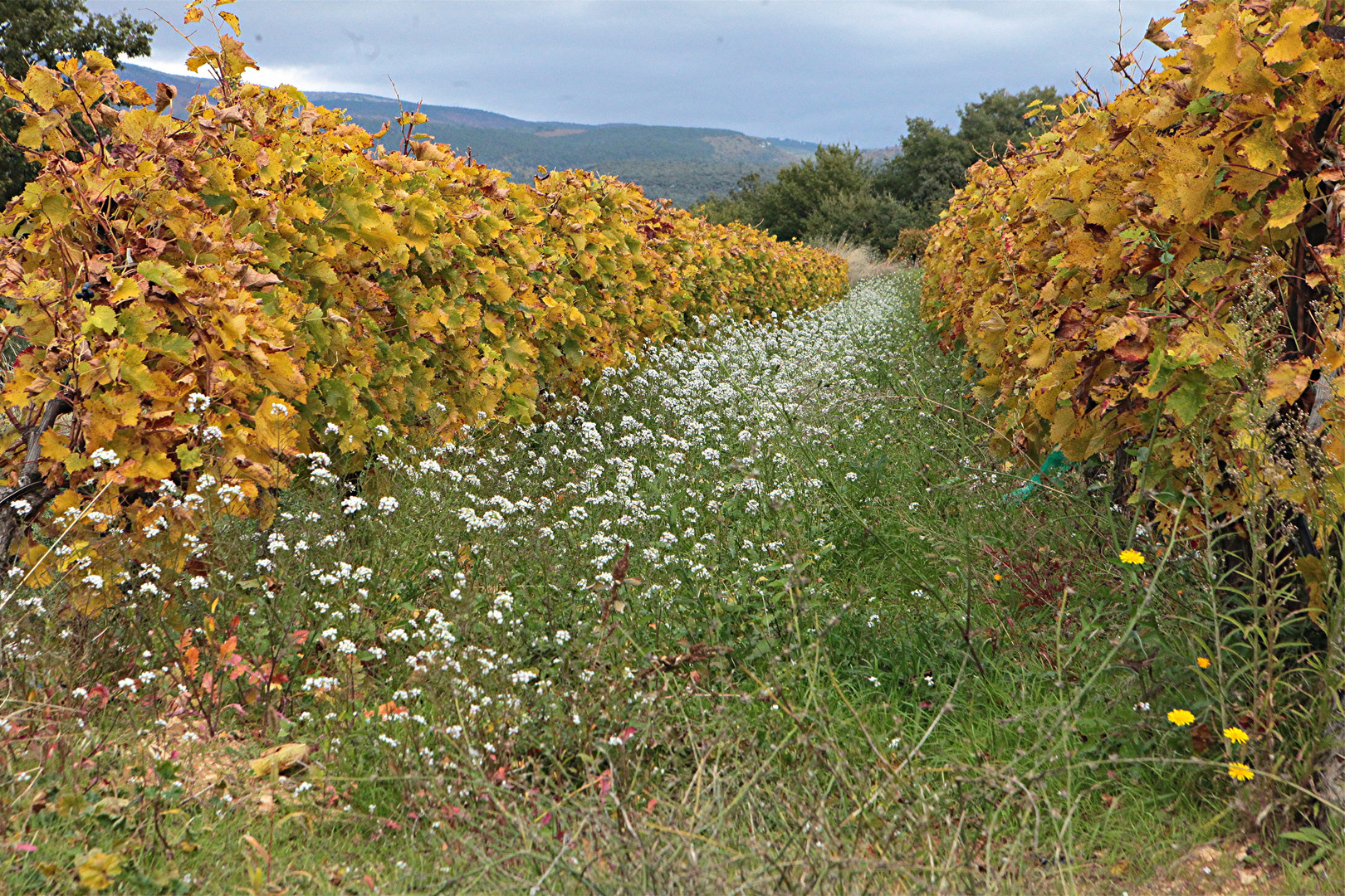 JOURS D'AUTOMNE EN VENTOUX (24)