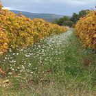 JOURS D'AUTOMNE EN VENTOUX (24)