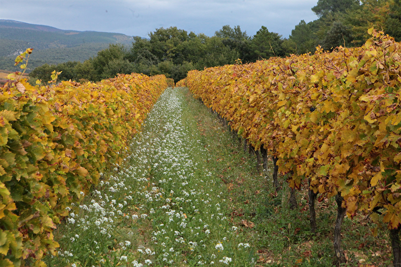 JOURS D'AUTOMNE EN VENTOUX (25)