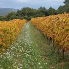 JOURS D'AUTOMNE EN VENTOUX (25)