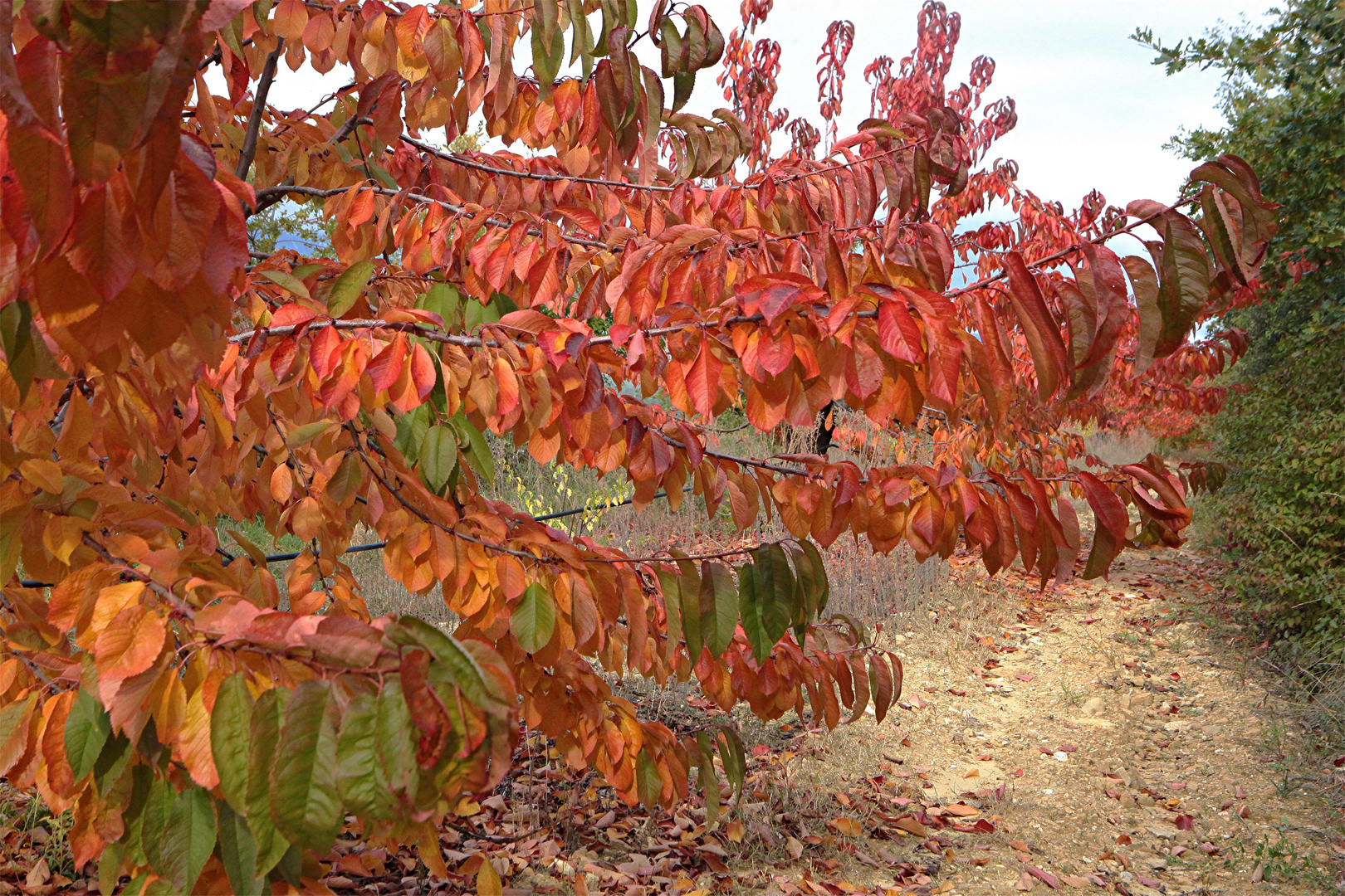 JOURS D'AUTOMNE EN VENTOUX (5)