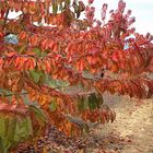 JOURS D'AUTOMNE EN VENTOUX (5)