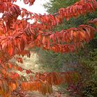 JOURS D'AUTOMNE EN VENTOUX (6)