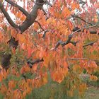 JOURS D'AUTOMNE EN VENTOUX (7)