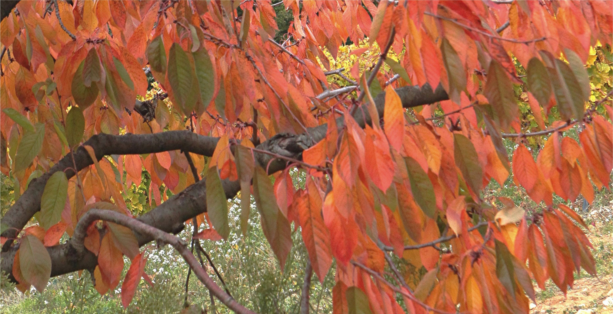 JOURS D'AUTOMNE EN VENTOUX (8)