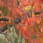 JOURS D'AUTOMNE EN VENTOUX (8)