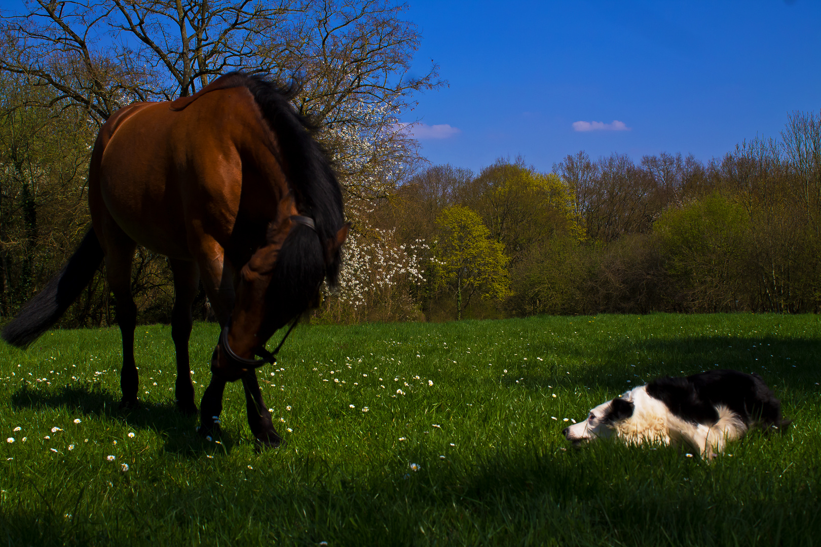 Joute canine équine