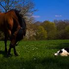 Joute canine équine