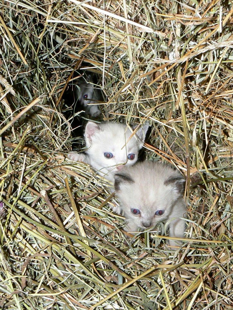 JOVENES FELINOS