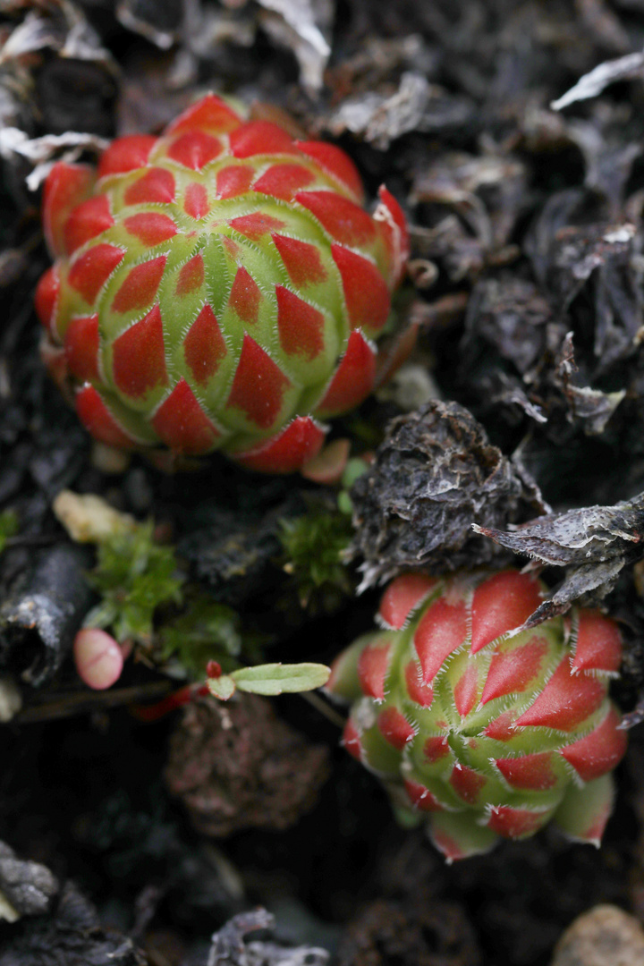 Jovibarba Globifera - Rolling Hen-and-Chicks Macro