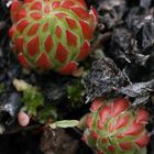 Jovibarba Globifera - Rolling Hen-and-Chicks Macro