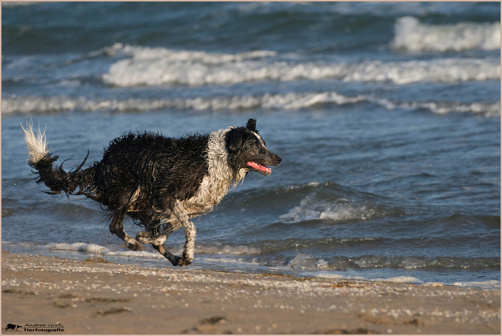 .. Joy am Strand ..