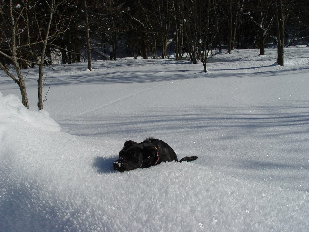 Joy! Den Schnee bis zum Bauch