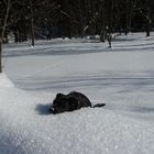 Joy! Den Schnee bis zum Bauch