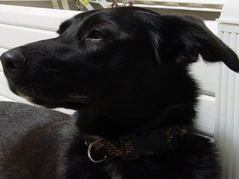 Joy!! Der beste Hund der Welt Foto & Bild tiere, haustiere, hunde