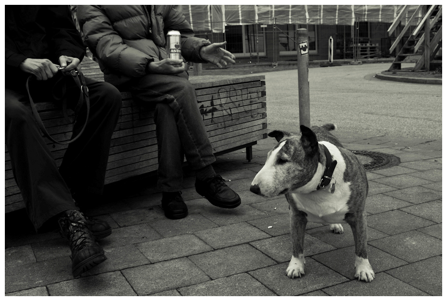 Joy.. eine alte hundedame von St. Pauli...