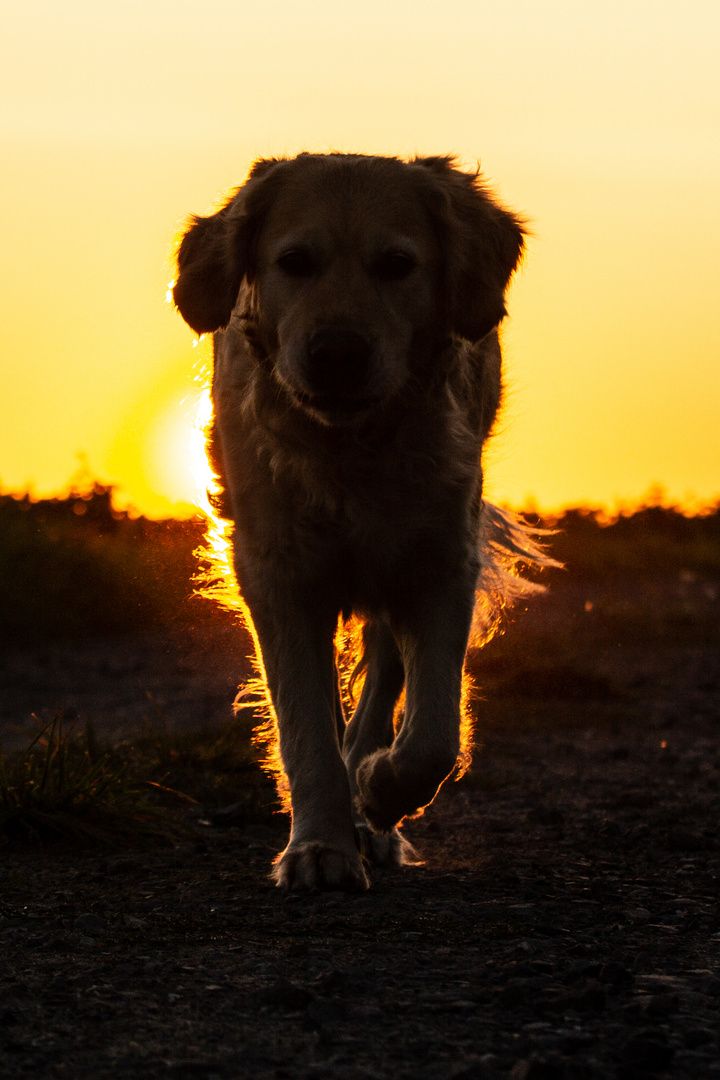 Joy im Gegenlicht