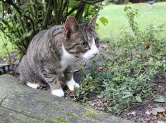 Joy im Katzenminze-Beet