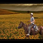 joy riding in yellow field...