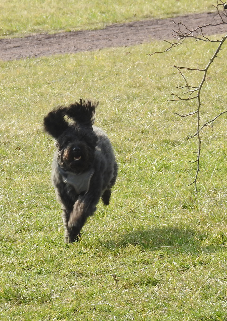 Joy übt schon Ostern