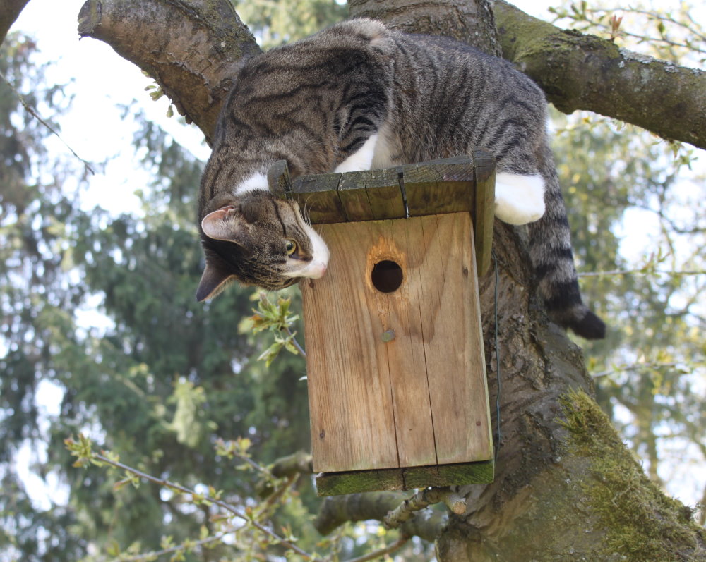 Joy und das Vogelhaus am Kirschbaum