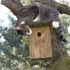 Joy und das Vogelhaus am Kirschbaum