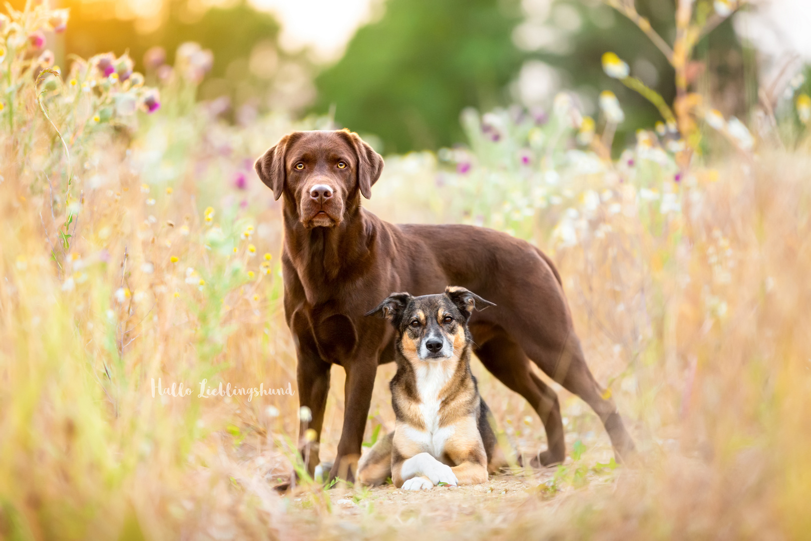 Joy und Timber