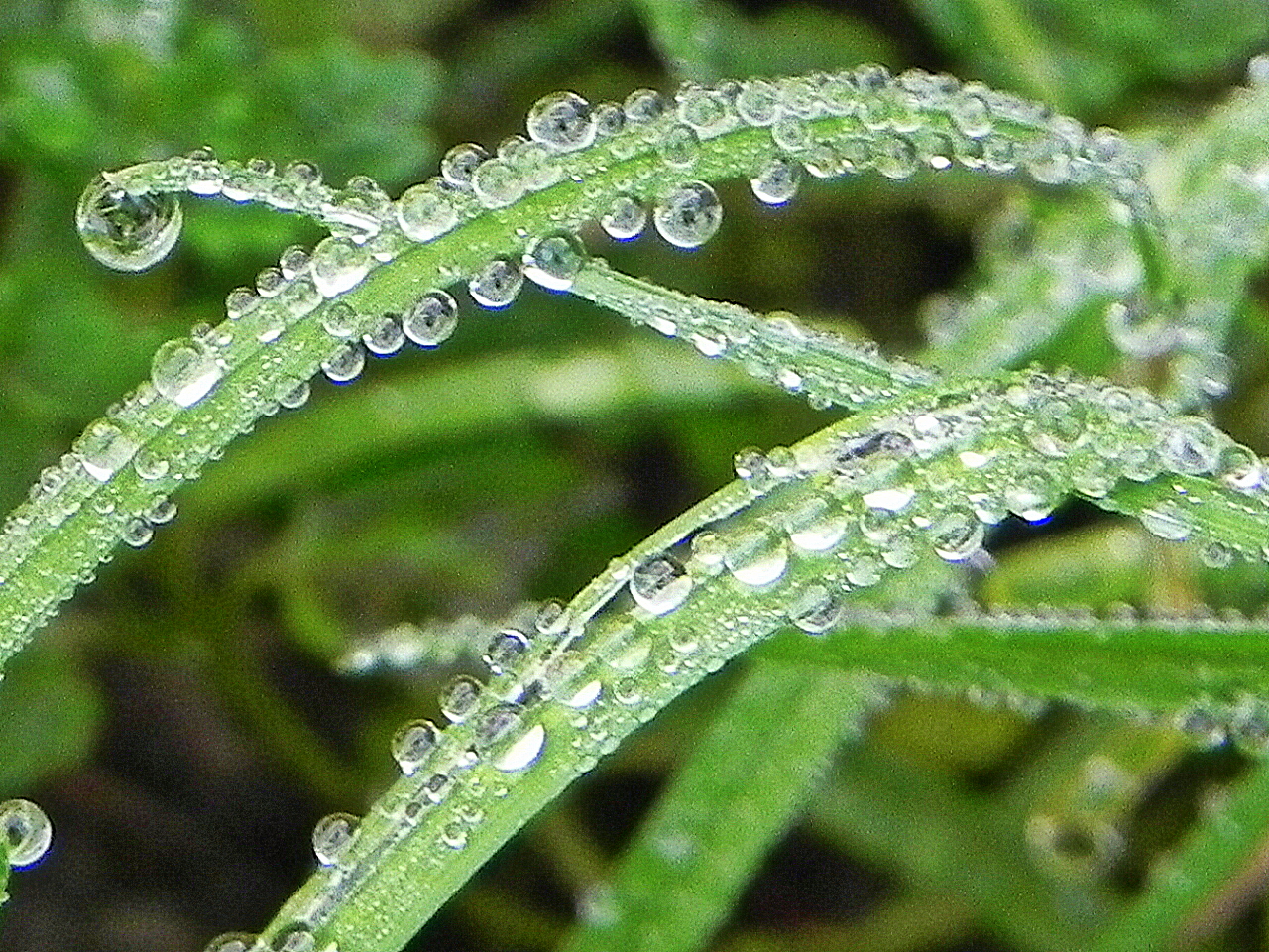 JOYAS DE LA NATURALEZA