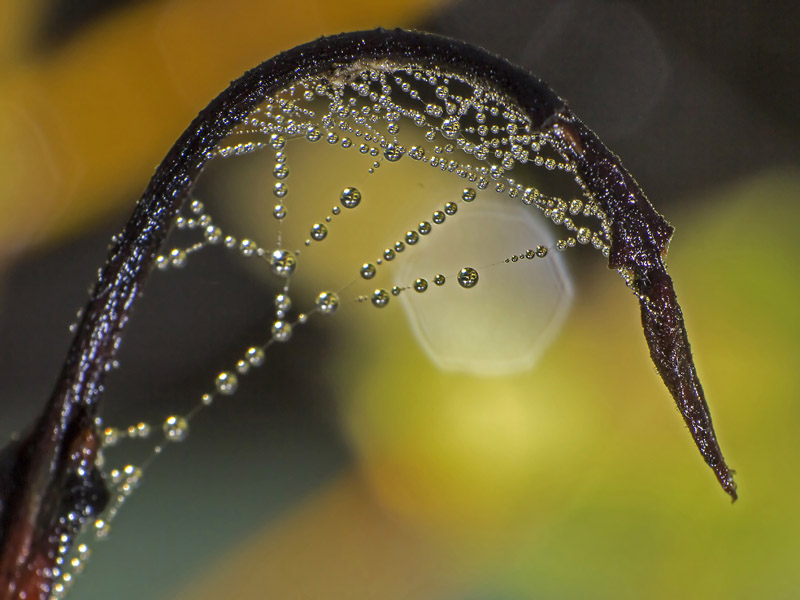 joyas naturales