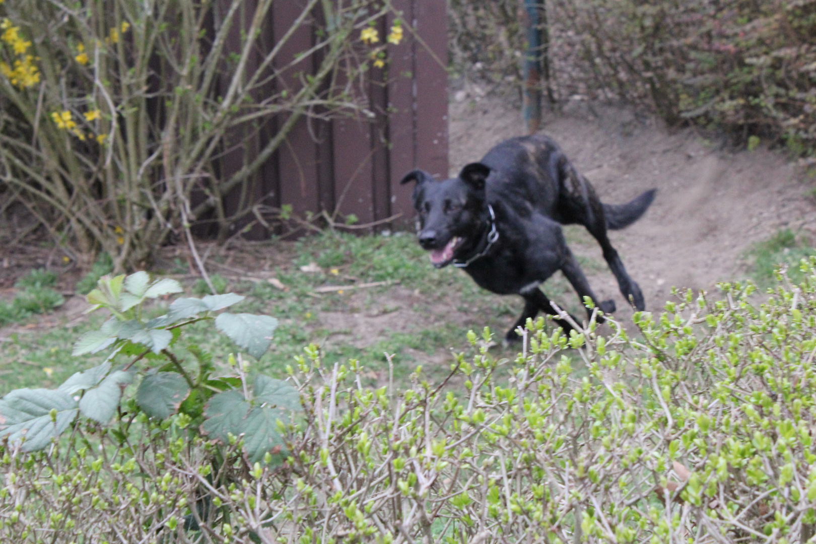 Joy(Beauty von der Herdergang) ein Traum von Hollandse Herder