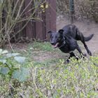 Joy(Beauty von der Herdergang) ein Traum von Hollandse Herder