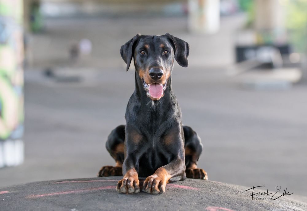 Joyce, die Dobermannhündin mit dem süßen Silberblick