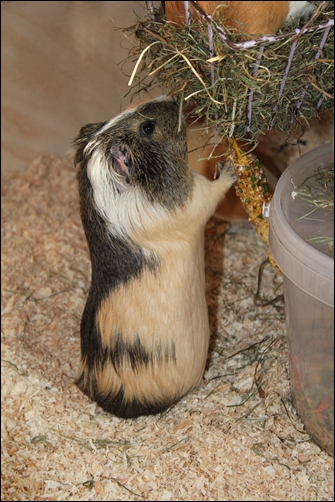 Joyce- lemonagouti/creme/weißes Glatthaarmeerschweinchen