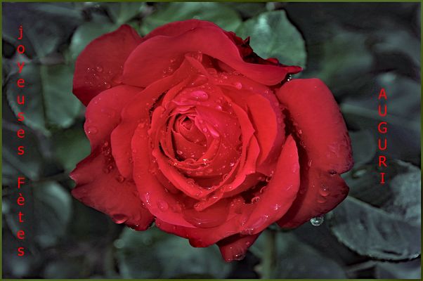 Joyeuses fètes et " auguri "!