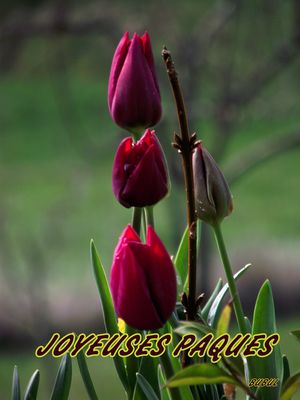 JOYEUSES PAQUES