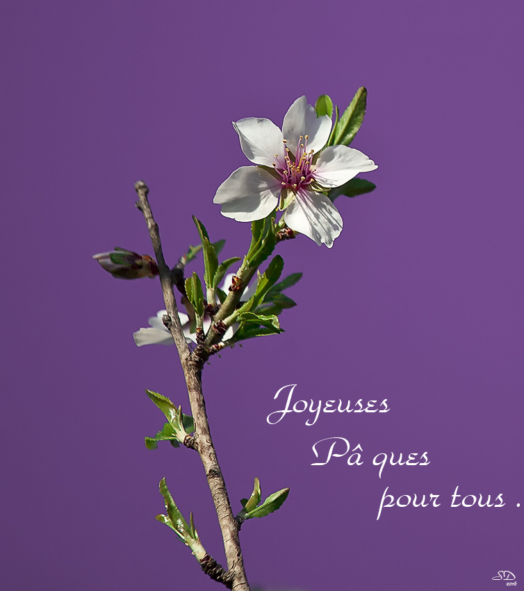 Joyeuses Pâques .