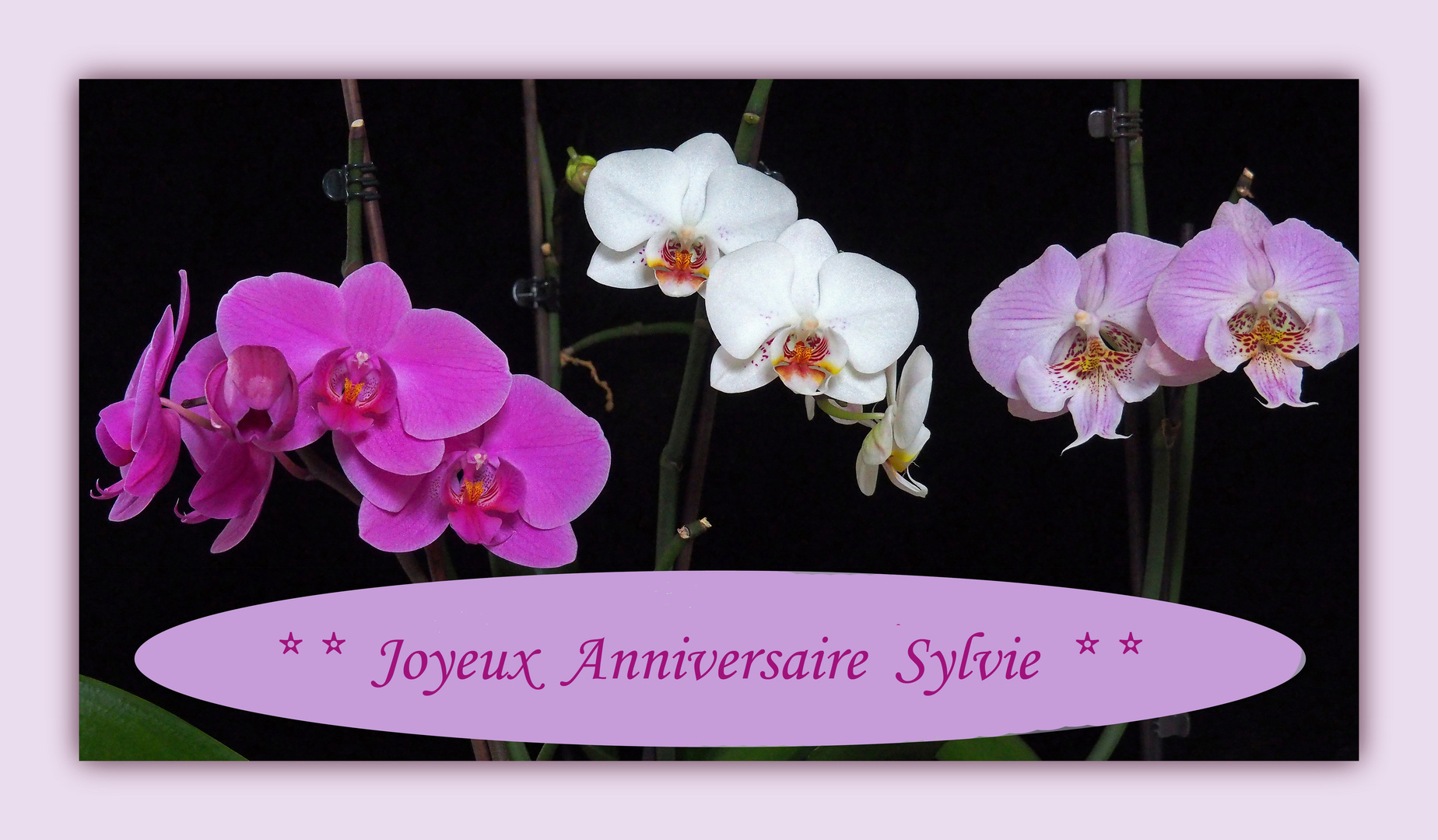 Joyeux Anniversaire