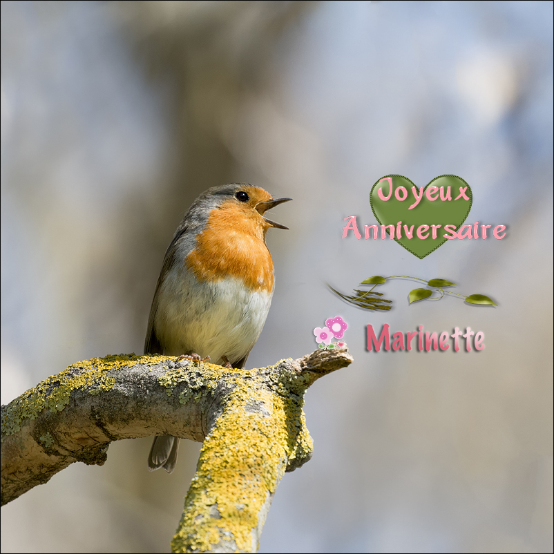 Joyeux Anniversaire Photo Et Image Printemps Anniversaire Cartes De Voeux Images Fotocommunity Joyeux Anniversaire Photo Et Image Printemps Anniversaire Cartes De Voeux Images Fotocommunity