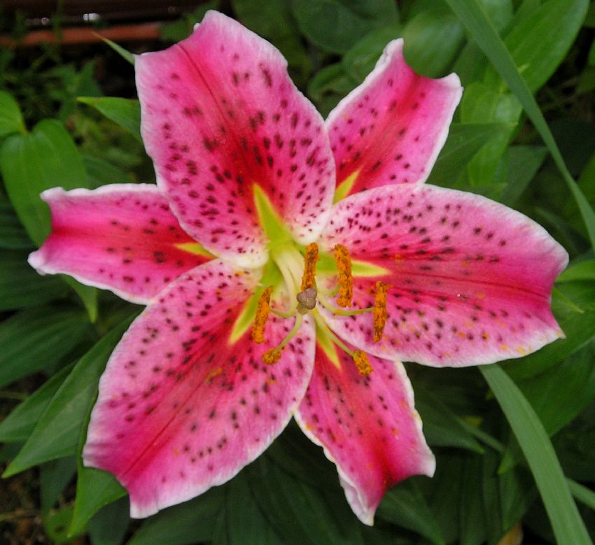 Joyeux Anniversaire Barbara Photo Et Image Macro Nature Macro Orchidees Sauvages Nature Images Fotocommunity Joyeux Anniversaire Barbara Photo Et Image Macro Nature Macro Orchidees Sauvages Nature Images Fotocommunity