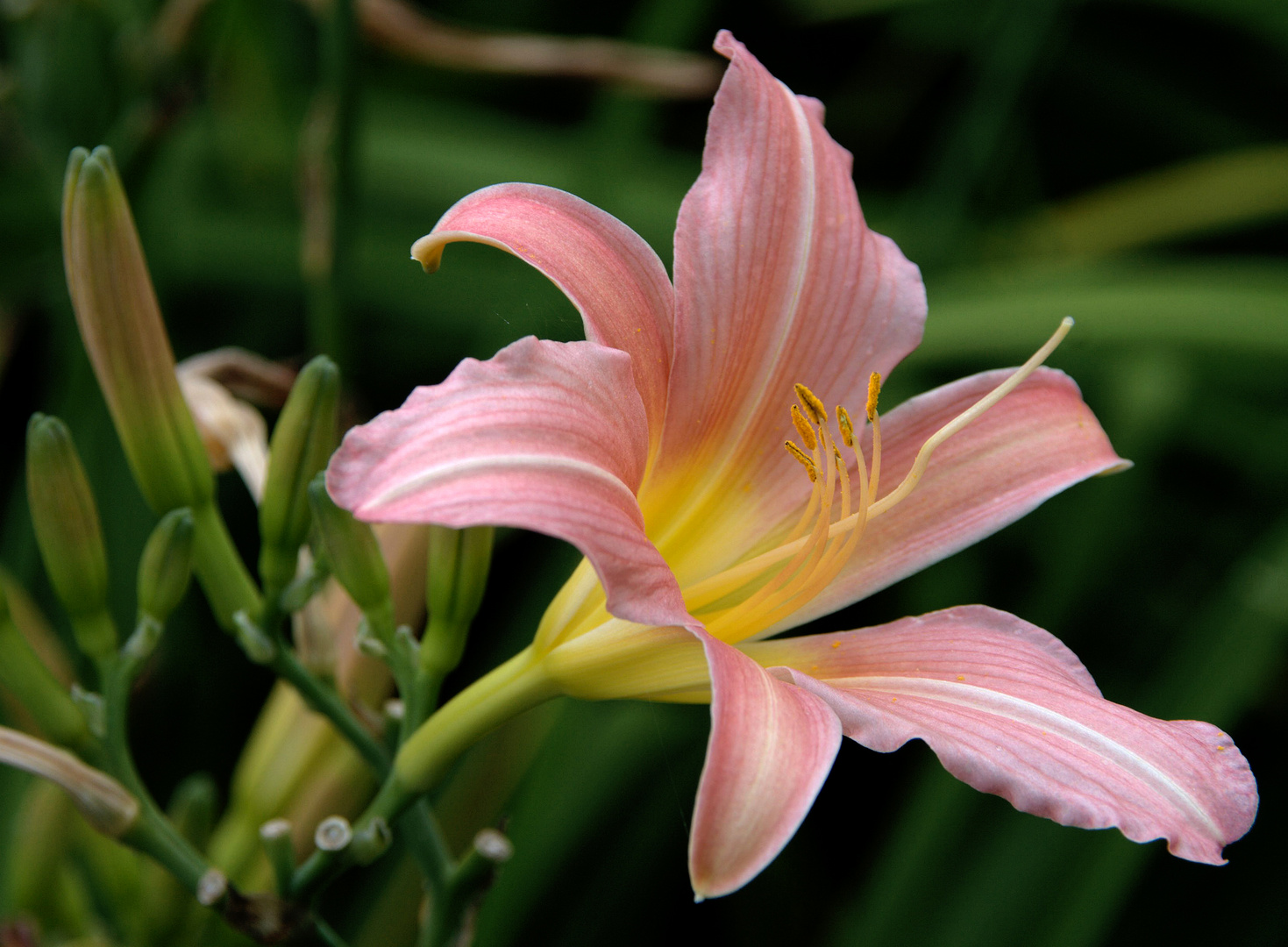 Joyeux Anniversaire Christine Photo Et Image Cartes De Voeux Fleurs Special Images Fotocommunity Joyeux Anniversaire Christine Photo Et Image Cartes De Voeux Fleurs Special Images Fotocommunity