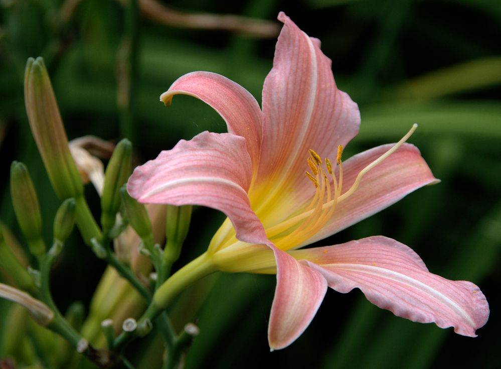 Joyeux Anniversaire Christine Photo Et Image Cartes De Voeux Fleurs Special Images Fotocommunity