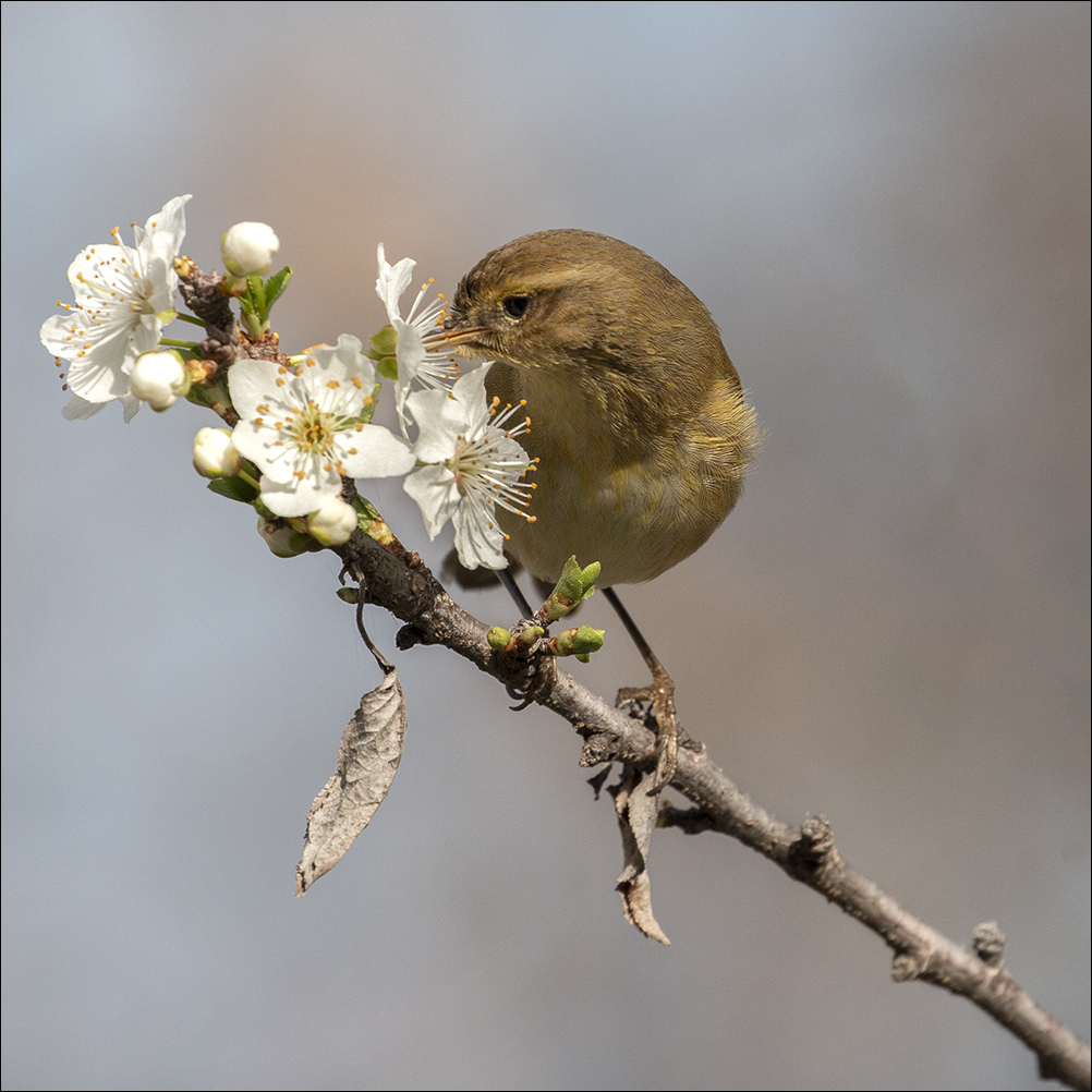 Joyeux Anniversaire Marinette Photo Et Image Nature Fleurs Printemps Images Fotocommunity