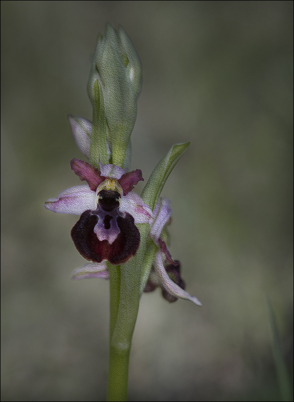 Joyeux Anniversaire Marinette A Photo Et Image Macro Nature Macro Orchidees Sauvages Orchidees Sauvages Images Fotocommunity