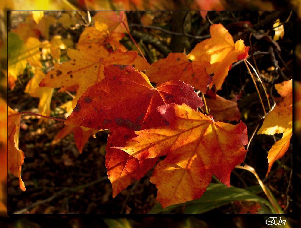 Joyeux Anniversaire Michele Photo Et Image Cartes De Voeux Saisons Special Images Fotocommunity Joyeux Anniversaire Michele Photo Et Image Cartes De Voeux Saisons Special Images Fotocommunity