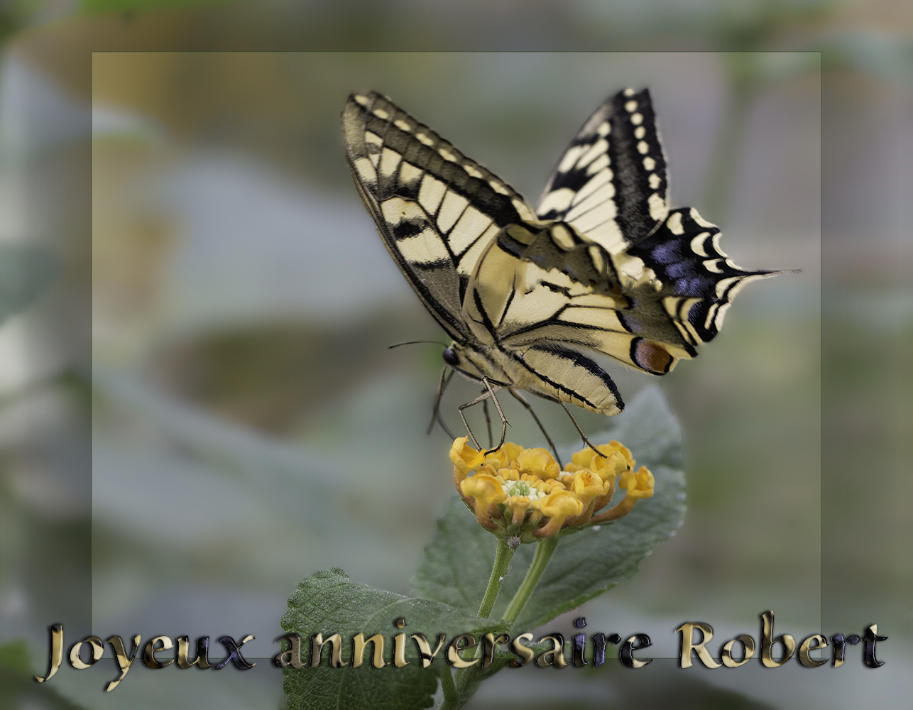 Joyeux Anniversaire Mon Ami Robert Photo Et Image Cartes De Voeux Divers Special Images Fotocommunity Joyeux Anniversaire Mon Ami Robert Photo Et Image Cartes De Voeux Divers Special Images Fotocommunity