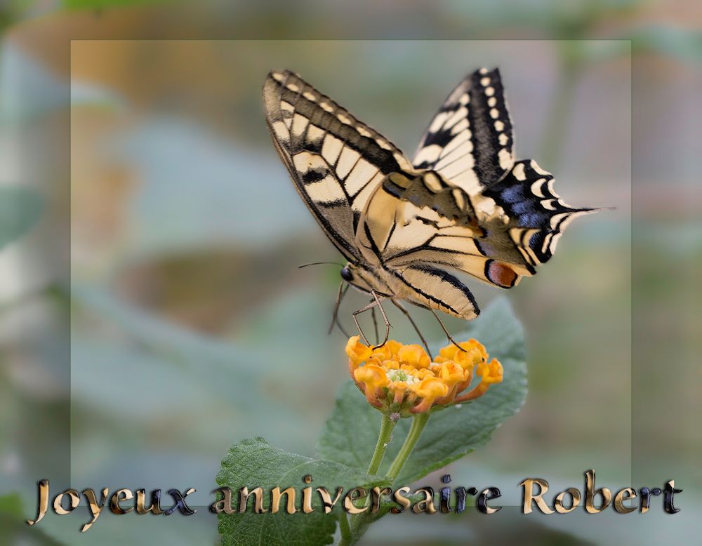 Joyeux Anniversaire Mon Ami Robert Photo Et Image Cartes De Voeux Divers Special Images Fotocommunity