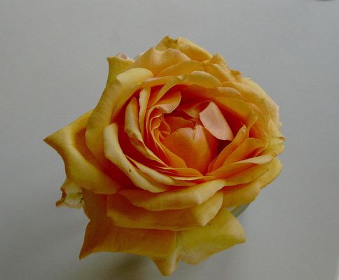 Joyeux Anniversaire Robert Buatois