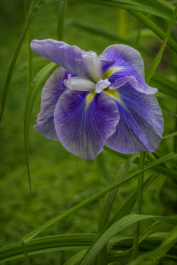 Joyeux Anniversaire Simone Photo Et Image Fleurs Iris Creations Florales Images Fotocommunity Joyeux Anniversaire Simone Photo Et Image Fleurs Iris Creations Florales Images Fotocommunity