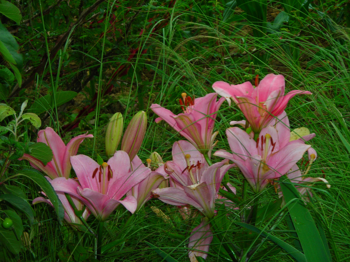 Joyeux Anniversaire Sybille Photo Et Image Fleurs Nature Images Fotocommunity Joyeux Anniversaire Sybille Photo Et Image Fleurs Nature Images Fotocommunity