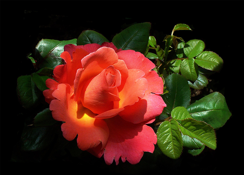 Joyeux Annivesaire Marie France Photo Et Image Fleurs Creations Florales Nature Images Fotocommunity Joyeux Annivesaire Marie France Photo Et Image Fleurs Creations Florales Nature Images Fotocommunity